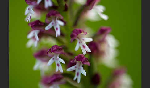 Brand-Knabenkraut (Orchis ustulata)