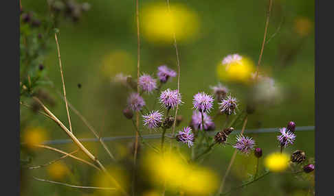 Acker-Kratzdistel (Cirsium arvense)