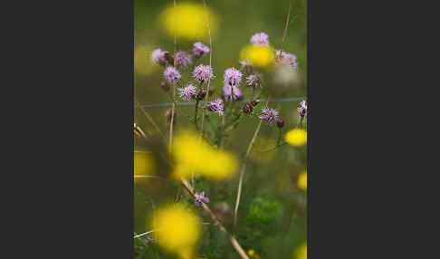 Acker-Kratzdistel (Cirsium arvense)