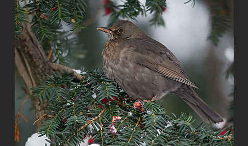 Amsel (Turdus merula)