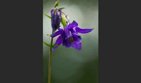 Gemeine Akelei (Aquilegia vulgaris)