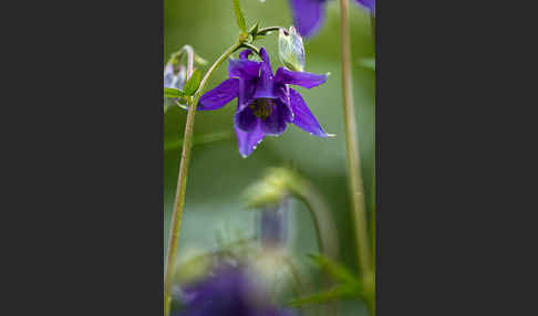 Gemeine Akelei (Aquilegia vulgaris)