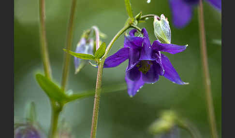 Gemeine Akelei (Aquilegia vulgaris)