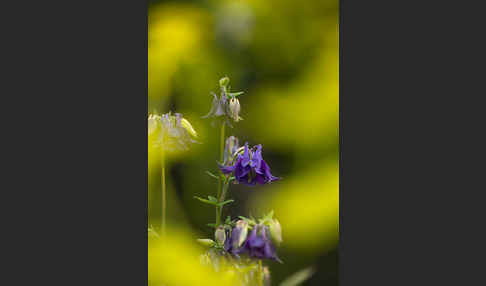 Gemeine Akelei (Aquilegia vulgaris)