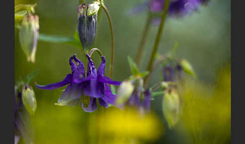 Gemeine Akelei (Aquilegia vulgaris)