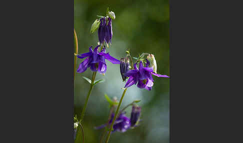 Gemeine Akelei (Aquilegia vulgaris)