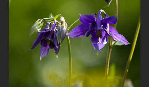 Gemeine Akelei (Aquilegia vulgaris)