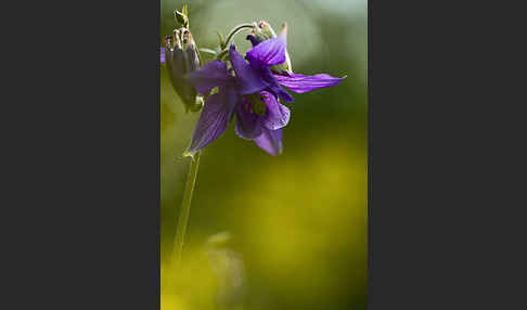 Gemeine Akelei (Aquilegia vulgaris)