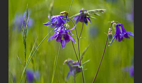 Gemeine Akelei (Aquilegia vulgaris)