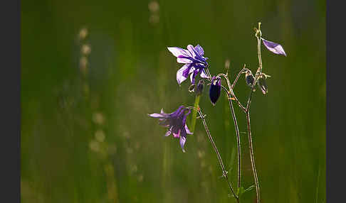 Gemeine Akelei (Aquilegia vulgaris)