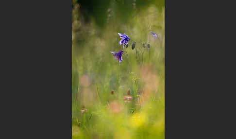 Gemeine Akelei (Aquilegia vulgaris)