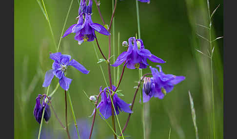 Gemeine Akelei (Aquilegia vulgaris)