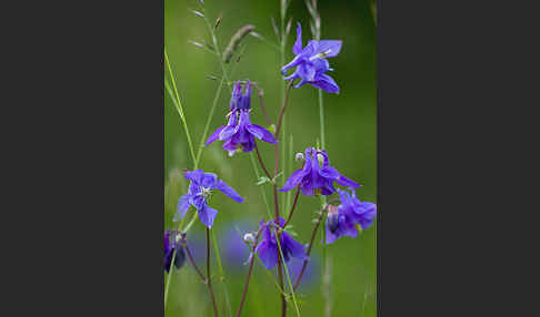 Gemeine Akelei (Aquilegia vulgaris)