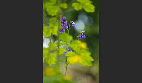 Gemeine Akelei (Aquilegia vulgaris)