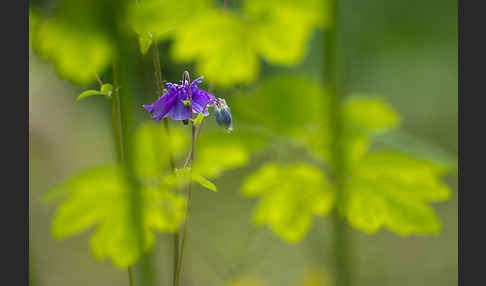 Gemeine Akelei (Aquilegia vulgaris)