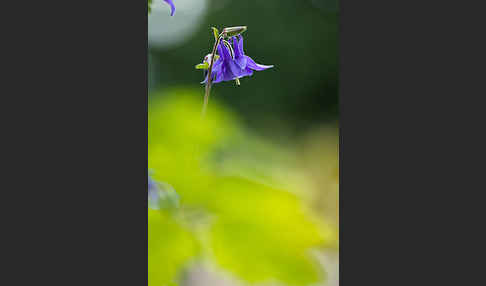 Gemeine Akelei (Aquilegia vulgaris)