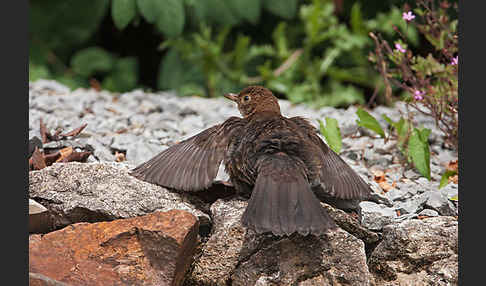 Amsel (Turdus merula)