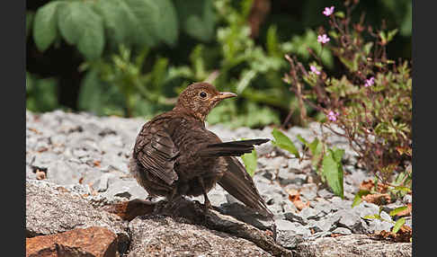 Amsel (Turdus merula)