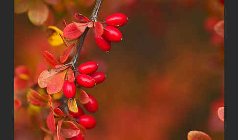 Gemeine Berberitze (Berberis vulgaris)