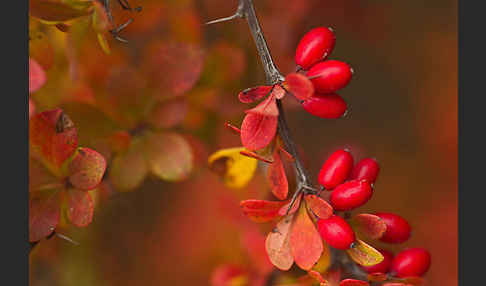 Gemeine Berberitze (Berberis vulgaris)