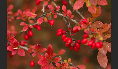 Gemeine Berberitze (Berberis vulgaris)