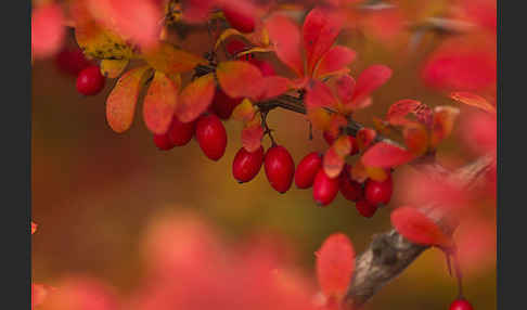 Gemeine Berberitze (Berberis vulgaris)