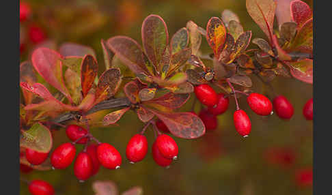 Gemeine Berberitze (Berberis vulgaris)