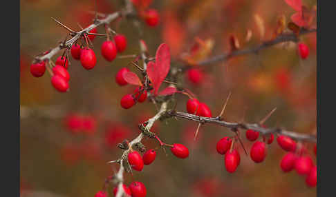 Gemeine Berberitze (Berberis vulgaris)