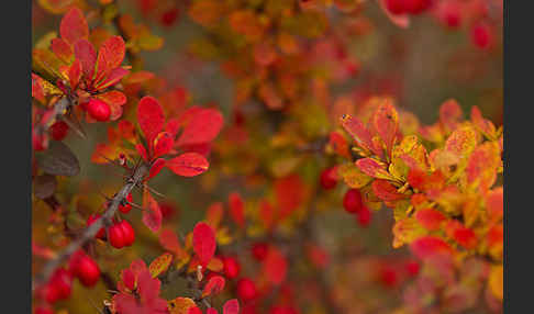 Gemeine Berberitze (Berberis vulgaris)