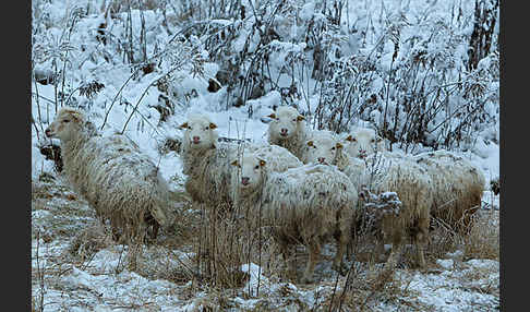 Hausschaf (Ovis gmelini aries)