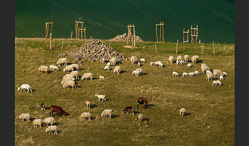 Hausschaf (Ovis gmelini aries)