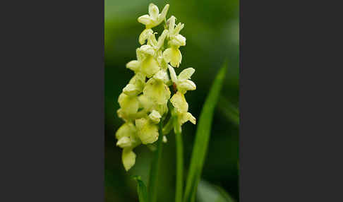 Blasses Knabenkraut (Orchis pallens)