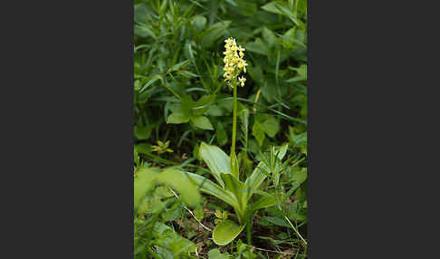 Blasses Knabenkraut (Orchis pallens)