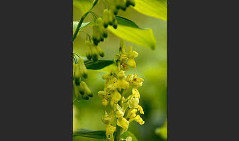 Blasses Knabenkraut (Orchis pallens)