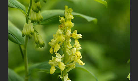 Blasses Knabenkraut (Orchis pallens)