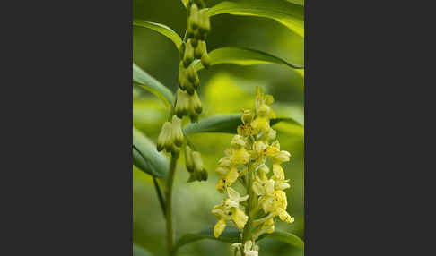 Blasses Knabenkraut (Orchis pallens)