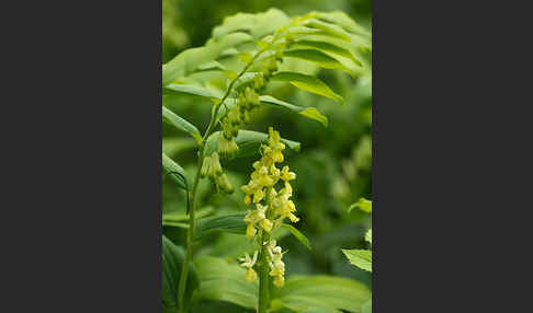 Blasses Knabenkraut (Orchis pallens)