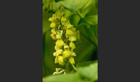 Blasses Knabenkraut (Orchis pallens)