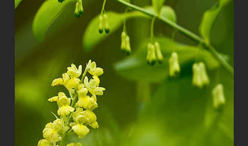 Blasses Knabenkraut (Orchis pallens)