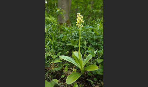 Blasses Knabenkraut (Orchis pallens)