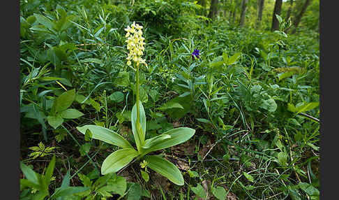 Blasses Knabenkraut (Orchis pallens)