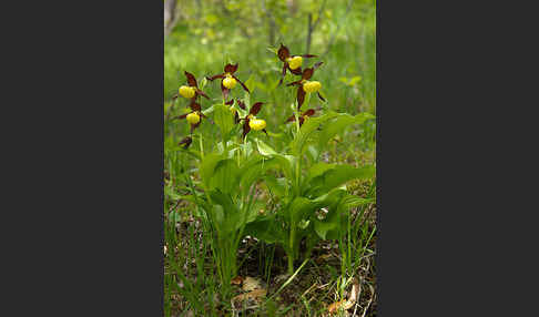 Frauenschuh (Cypripedium calceolus)