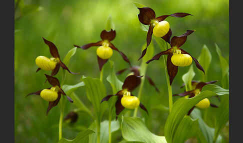 Frauenschuh (Cypripedium calceolus)