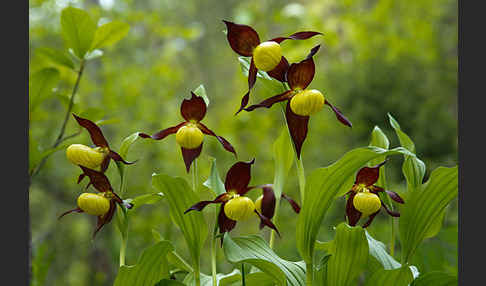 Frauenschuh (Cypripedium calceolus)