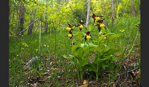 Frauenschuh (Cypripedium calceolus)