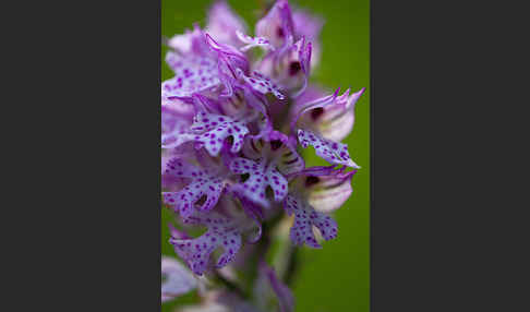 Dreizähniges Knabenkraut (Orchis tridentata)