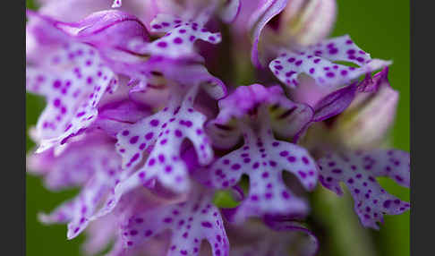 Dreizähniges Knabenkraut (Orchis tridentata)