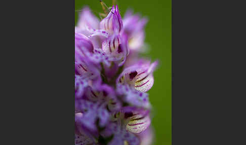 Dreizähniges Knabenkraut (Orchis tridentata)