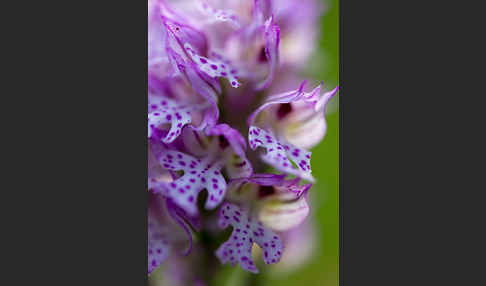 Dreizähniges Knabenkraut (Orchis tridentata)