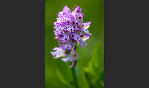 Dreizähniges Knabenkraut (Orchis tridentata)